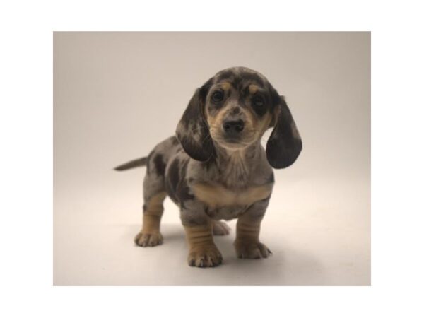 Dachshund – 9013