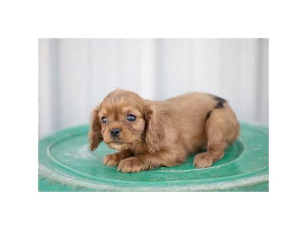 Cavalier King Charles Spaniel – 9012