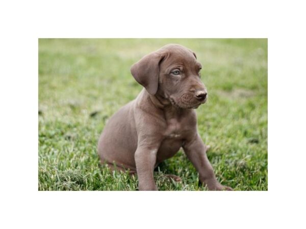 Great Dane – 9014