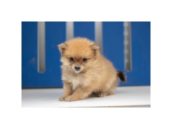 Pomeranian – 9015