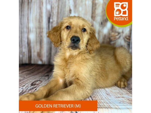 Golden Retriever-Dog-Male-Golden-9010-Petland Dayton, Ohio