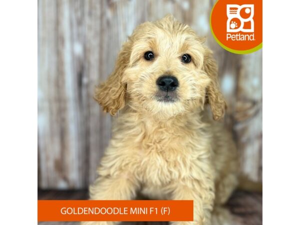 Goldendoodle Mini F1-Dog-Female-Red-9011-Petland Dayton, Ohio