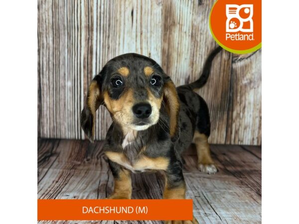 Dachshund Puppy Black / Tan ID:15744 Located at Petland