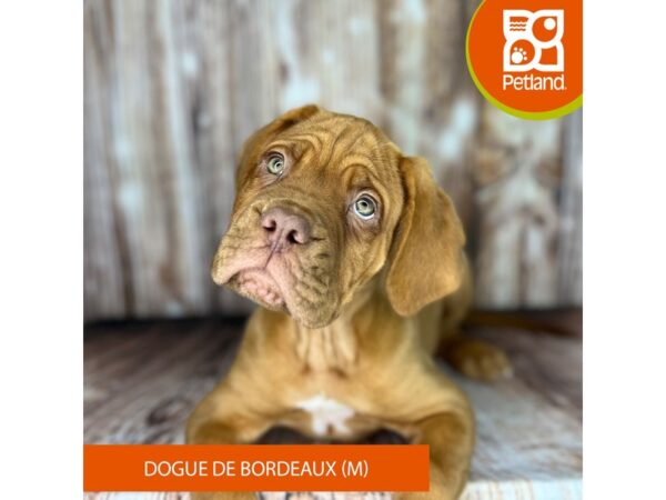 Dogue De Bordeaux-Dog-Male-Red-9016-Petland Dayton, Ohio