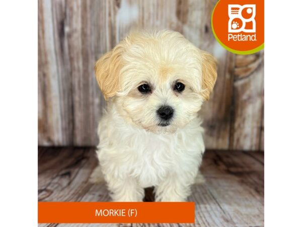 Morkie (Maltese/Yorkshire Terrier)-Dog-Female-Tan / White-9018-Petland Dayton, Ohio