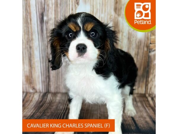 Cavalier King Charles Spaniel-Dog-Female-Tri-Colored-9019-Petland Dayton, Ohio