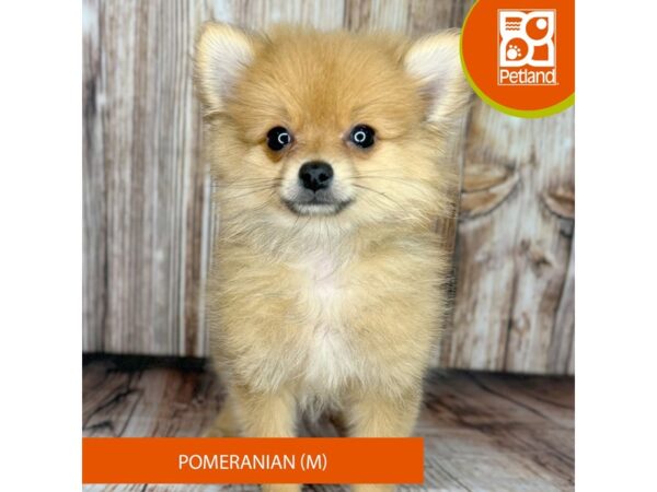 Pomeranian Dog Male Sable 9015 Petland Dayton, Ohio