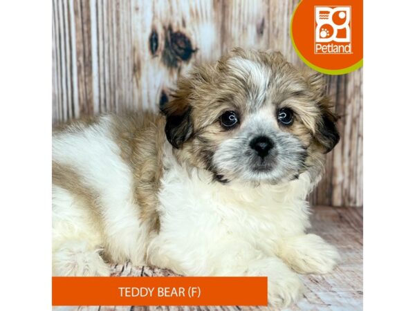 Teddy Bear-Dog-Female-Brown Black / White-9036-Petland Dayton, Ohio