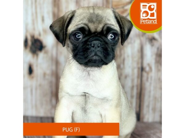 Pug-Dog-Female-Fawn-9035-Petland Dayton, Ohio