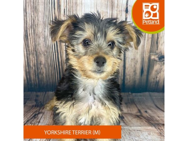 Yorkshire Terrier-Dog-Male-Black / Tan-8982-Petland Dayton, Ohio