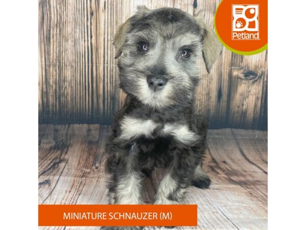 Miniature Schnauzer-Dog-Male-Salt / Pepper-8985-Petland Dayton, Ohio