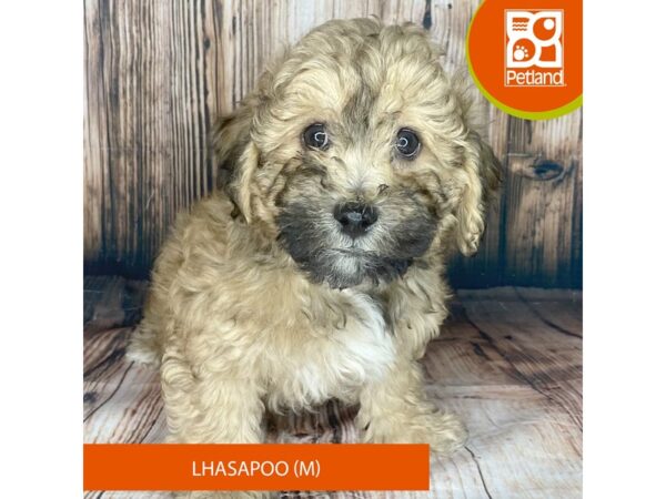 Lhasapoo-Dog-Male-Brown-8989-Petland Dayton, Ohio