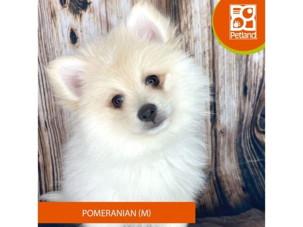 Pomeranian Dog Male White 8995 Petland Dayton, Ohio