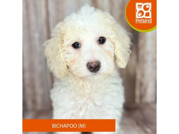 Bichapoo-Dog-Male-White-9006-Petland Dayton, Ohio
