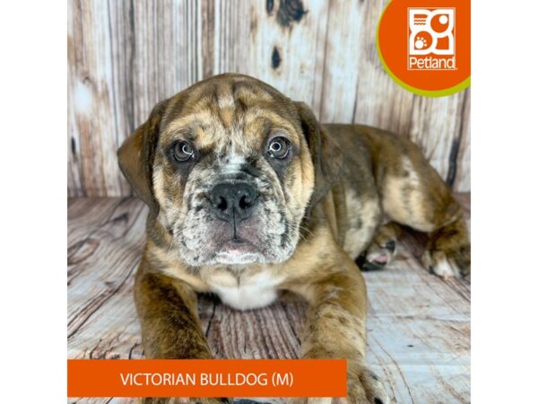 Victorian Bulldog-Dog-Male-Chocolate Merle-9003-Petland Dayton, Ohio