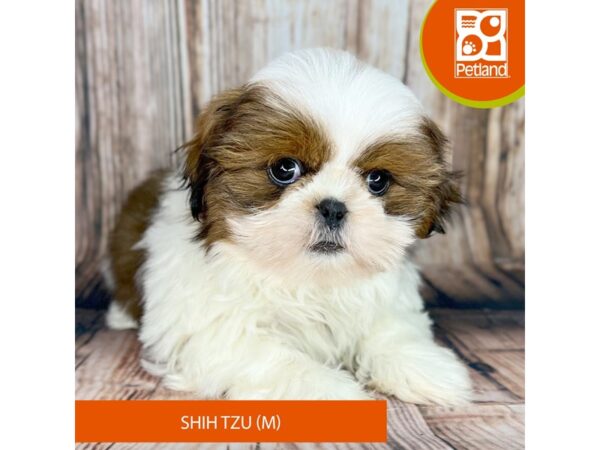 Shih Tzu-Dog-Male-Sable / White-9002-Petland Dayton, Ohio