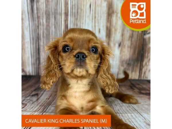 Cavalier King Charles Spaniel-Dog-Male-Ruby-9012-Petland Dayton, Ohio