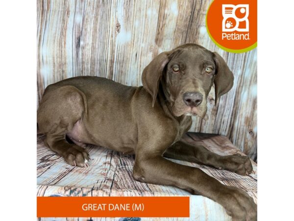 Great Dane-Dog-Male-Chocolate-9014-Petland Dayton, Ohio