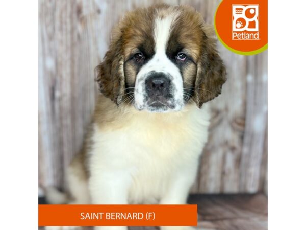 Saint Bernard-Dog-Female-Brown / White-9008-Petland Dayton, Ohio