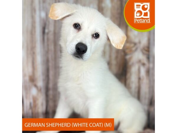 German Shepherd Dog-Dog-Male-White-9027-Petland Dayton, Ohio