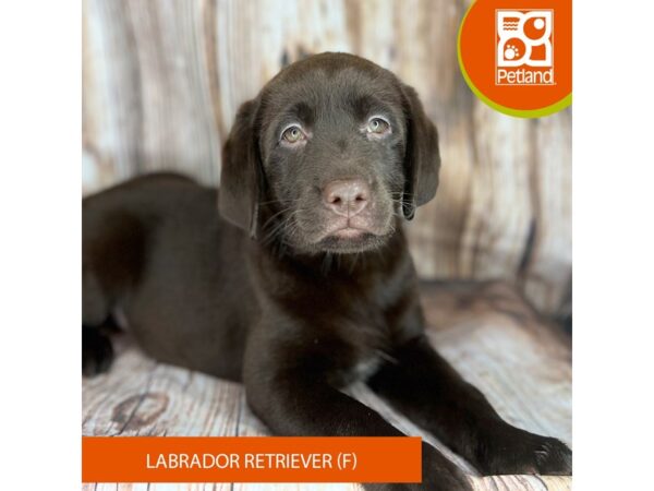 Labrador Retriever-Dog-Female-Chocolate-9023-Petland Dayton, Ohio