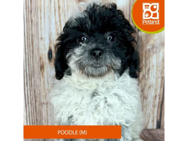 Poodle Dog Male Black / White 9034 Petland Dayton, Ohio