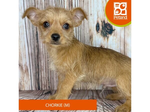 Chorkie Dog Male Chocolate 9033 Petland Dayton, Ohio