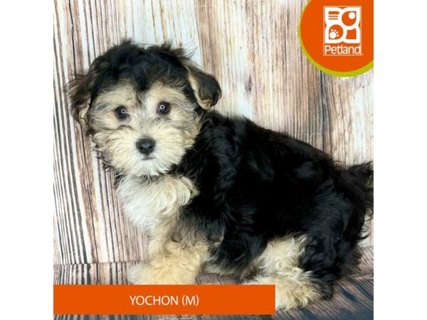 Yochon-Dog-Male-Black / Tan-9031-Petland Dayton, Ohio