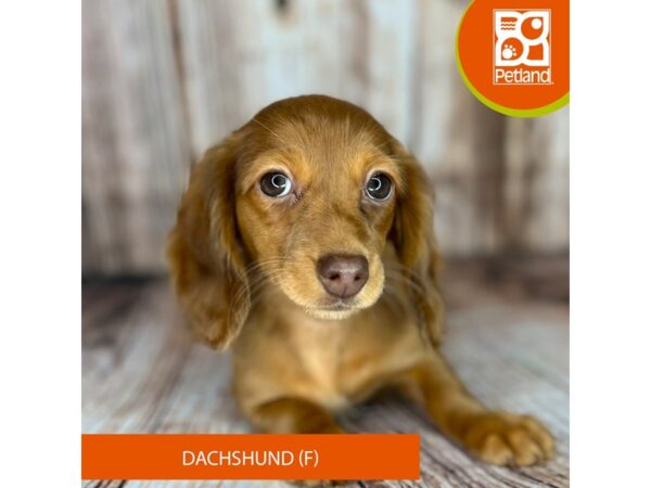 Dachshund-Dog-Female-Red Dapple-9022-Petland Dayton, Ohio