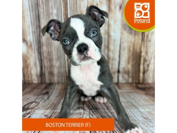 Boston Terrier-Dog-Female-Blue / White-9037-Petland Dayton, Ohio