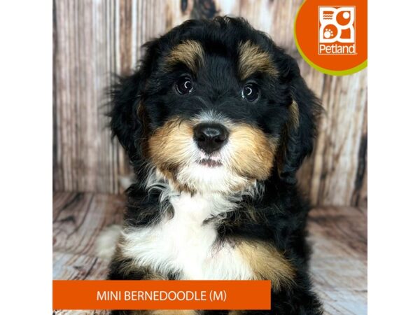 Bernedoodle Mini-Dog-Male-Tri-Colored-9047-Petland Dayton, Ohio