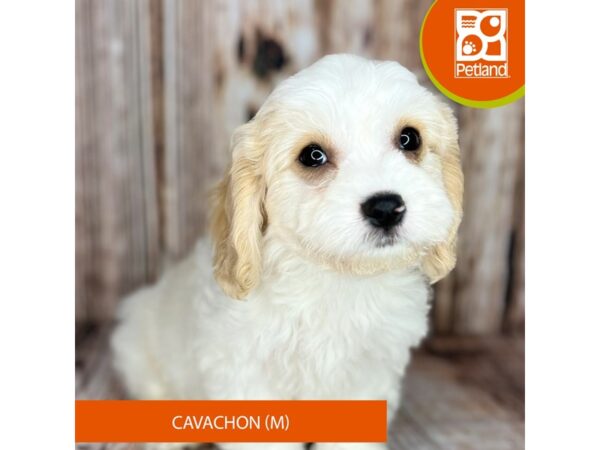 Cavachon-Dog-Male-Blenheim-9046-Petland Dayton, Ohio