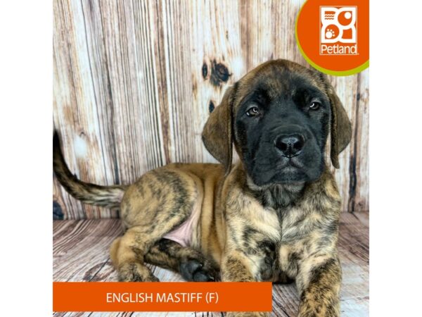 English Mastiff-Dog-Female-Brindle-9045-Petland Dayton, Ohio