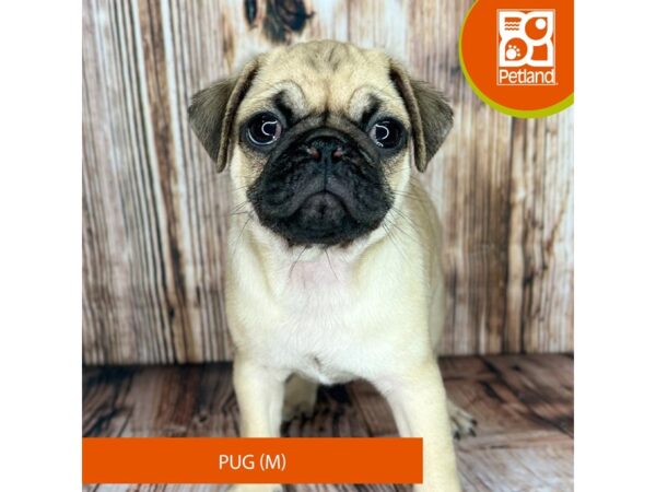 Pug-Dog-Male-Fawn-9038-Petland Dayton, Ohio