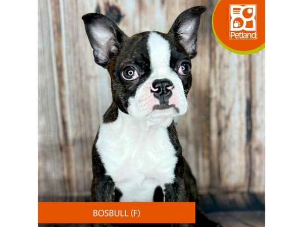 Bosbull Dog Female Brindle / White 9025 Petland Dayton, Ohio