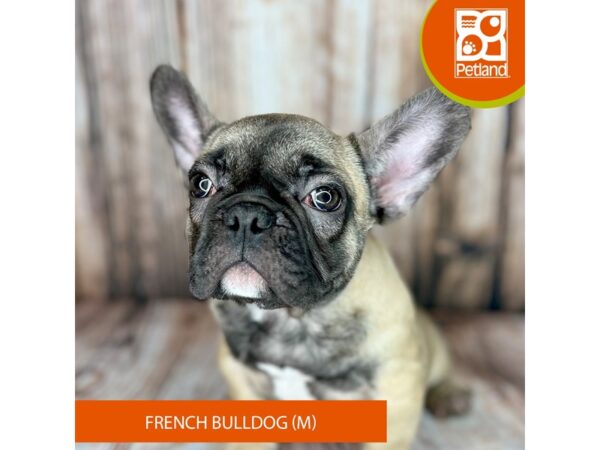 French Bulldog-Dog-Male-Fawn-9039-Petland Dayton, Ohio