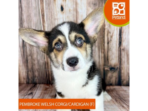 Pembroke Welsh Corgi/Cardigan Welsh Corgi-Dog-Female-Black Tan / White-9041-Petland Dayton, Ohio