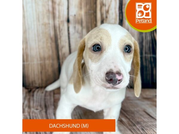 Dachshund Dog Male Cream 9049 Petland Dayton, Ohio