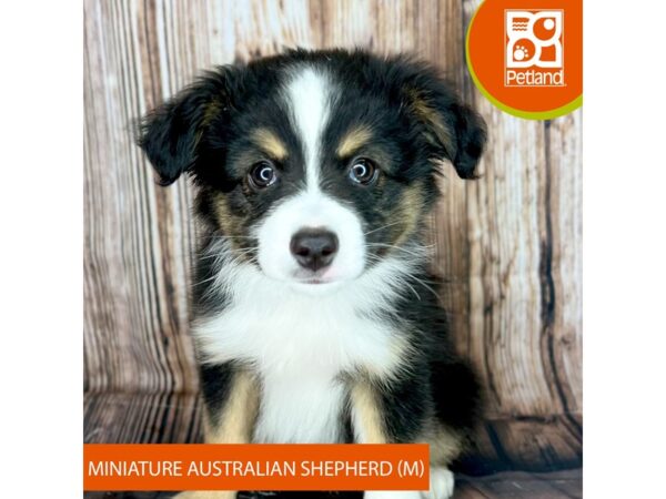 Miniature Australian Shepherd-Dog-Male-Black White / Tan-9055-Petland Dayton, Ohio