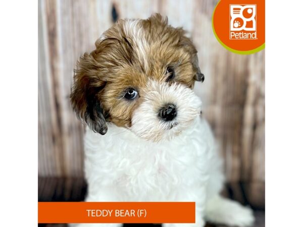 Teddy Bear Dog Female Brown / White 9058 Petland Dayton, Ohio