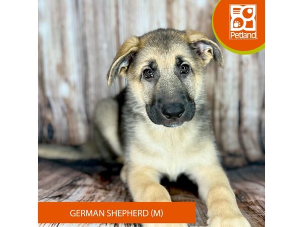 German Shepherd-Dog-Male-Black / Tan-9056-Petland Dayton, Ohio