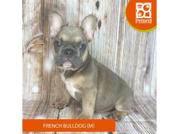 French Bulldog Dog Male Blue Fawn 9071 Petland Dayton, Ohio