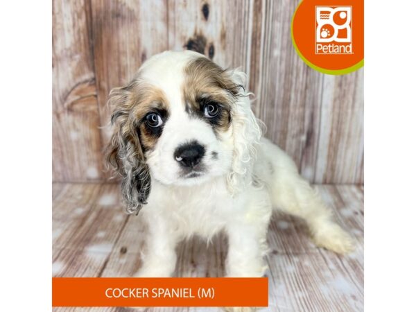 Cocker Spaniel Dog Male Chocolate Merle 9120 Petland Dayton, Ohio