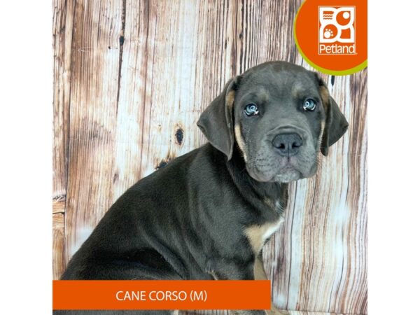 Cane Corso-Dog-Male-Blue / Tan-9123-Petland Dayton, Ohio