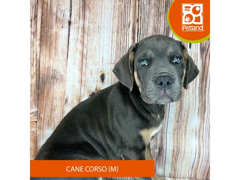 Cane Corso Puppies Petland Dayton, Ohio