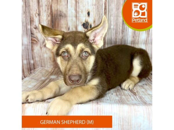 German Shepherd Dog Dog Male Red Sable 9126 Petland Dayton, Ohio