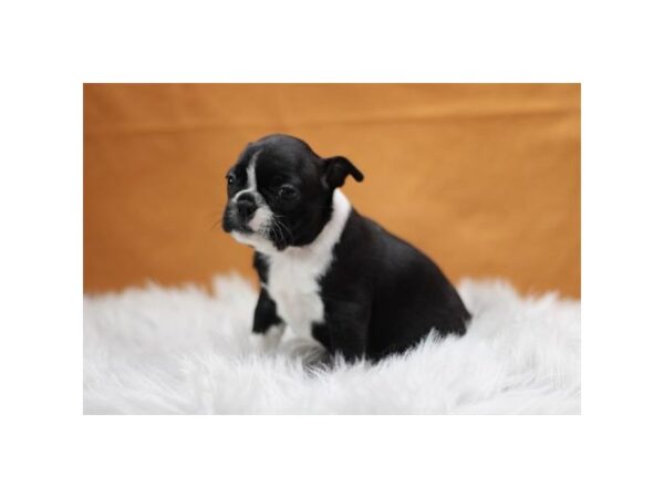 Boston Terrier-Dog-Female-Black / White-9128-Petland Dayton, Ohio