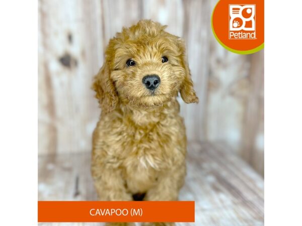 Cavapoo Dog Male Red 9132 Petland Dayton, Ohio