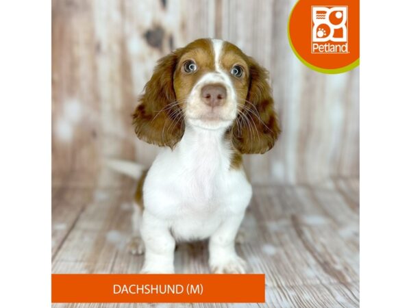 Dachshund-Dog-Male-Red / Tan-9129-Petland Dayton, Ohio