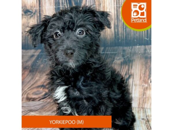 Yorkiepoo – 9057